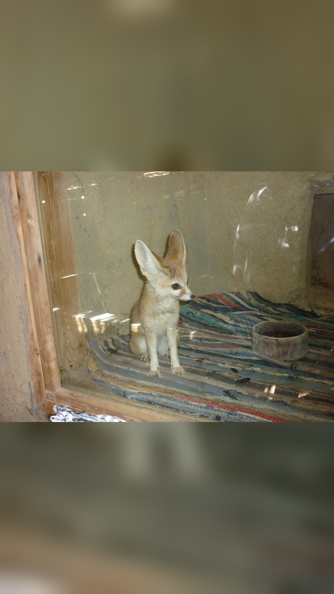 Fennec fox · National Animal