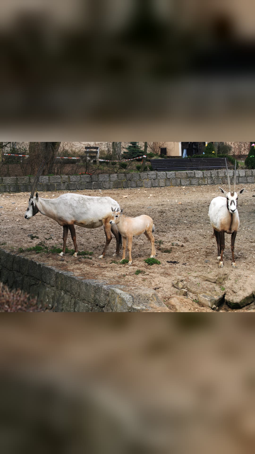 Arabian oryx · National Animal