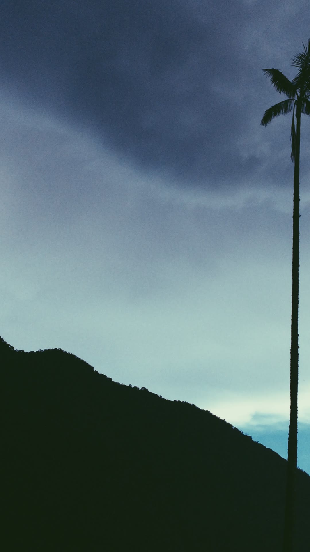 Valle Del Cocora silhouette (Unsplash)