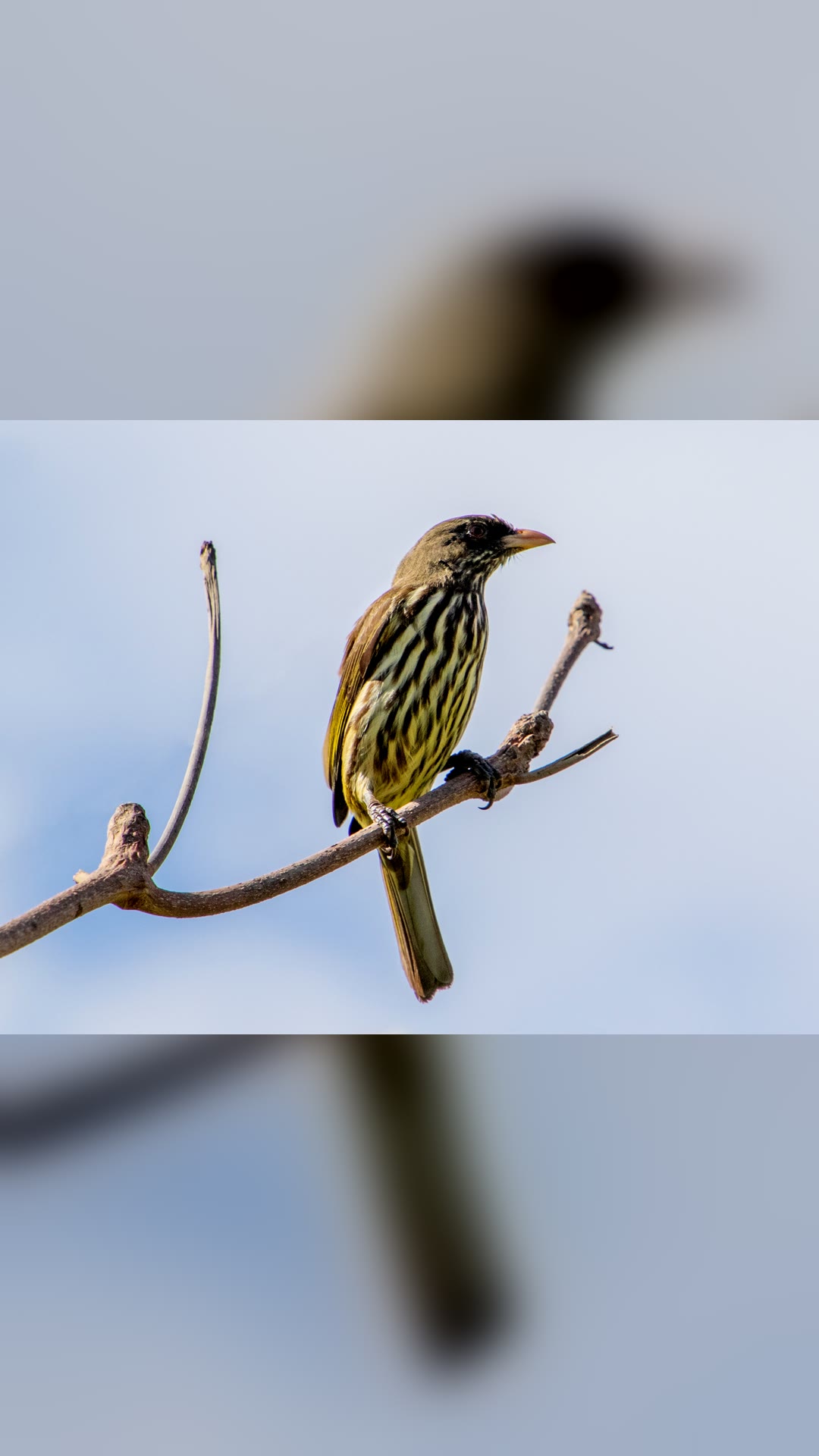 Palmchat · National Animal