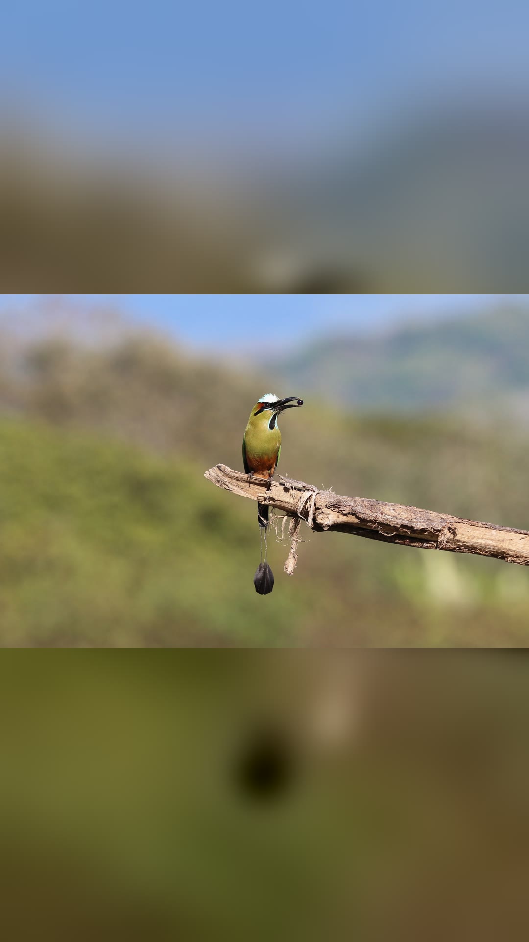 Turquoise-browed motmot · National Animal