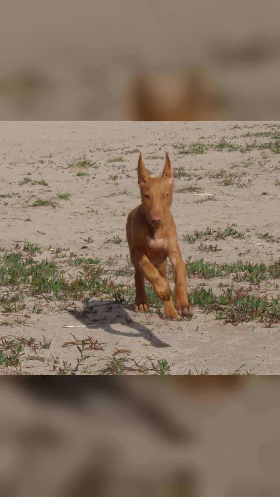 Pharaoh hound · National Animal