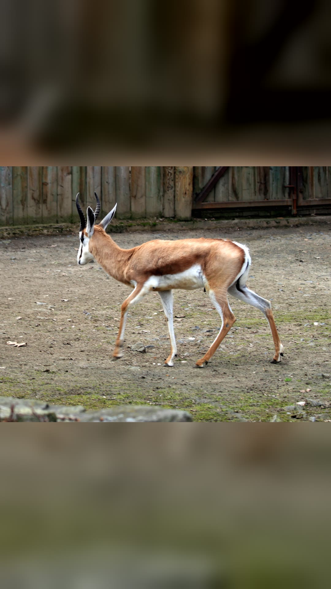 Springbok · National Animal